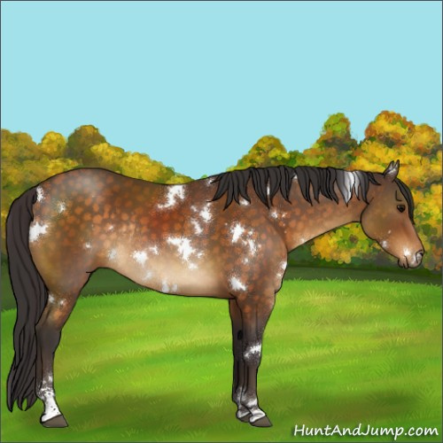 Horse Color:White Spotted Buckskin Sabino Rabicano 