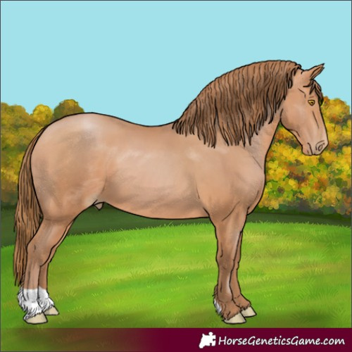 Horse Color:Bay Pearl 