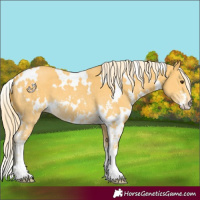 Horse Color:White Spotted Palomino Sabino 