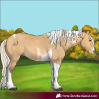 Horse Color:Silver Buckskin Dun Sabino Tobiano 
