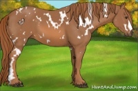Horse Color:White Spotted Chestnut 