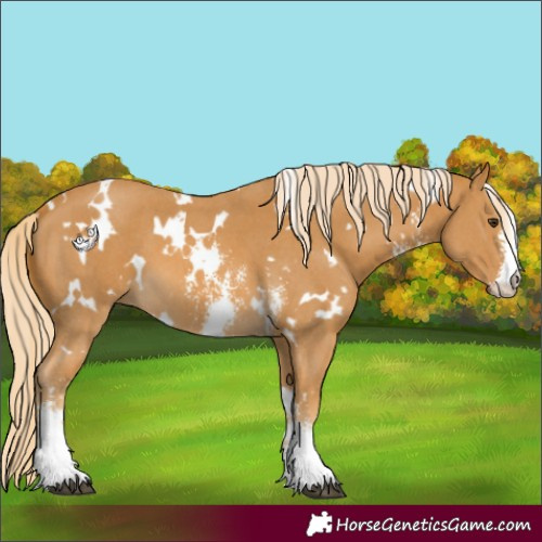 Horse Color:White Spotted Palomino Sabino 