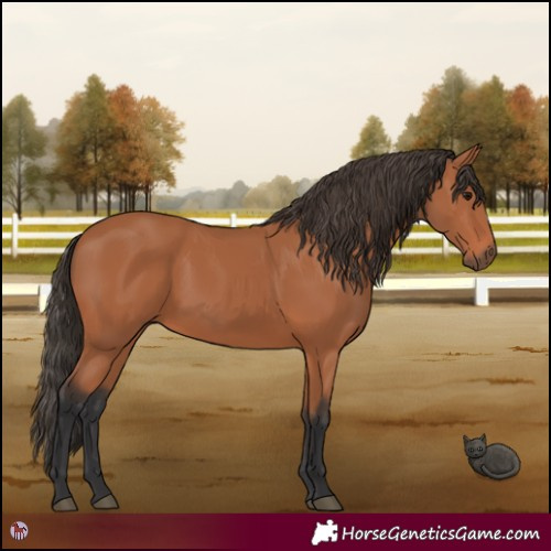 Horse Color:Bay 