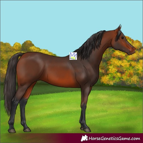 Horse Color:Bay 