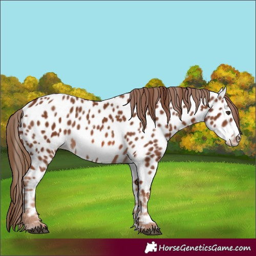 Horse Color:Chestnut Appaloosa 