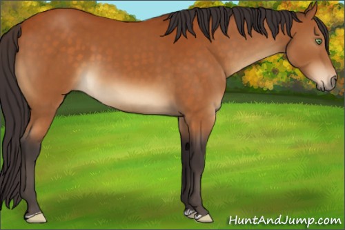Horse Color:Buckskin 