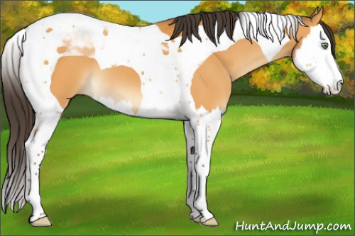 Horse Color:Buckskin Splash Tobiano 