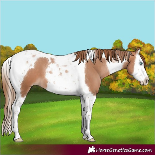 Horse Color:Brown Pearl Splash Tobiano