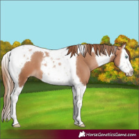Horse Color:Brown Pearl Splash Tobiano 
