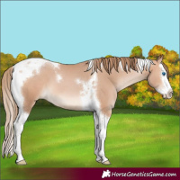 Horse Color:Bay Pearl Mushroom Splash Tobiano