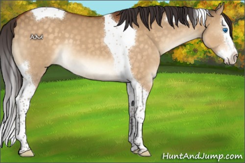 Horse Color:Buckskin Dun Splash Tobiano 