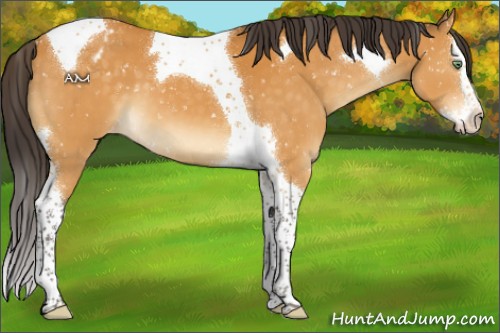 Horse Color:Buckskin Splash Tobiano Appaloosa 
