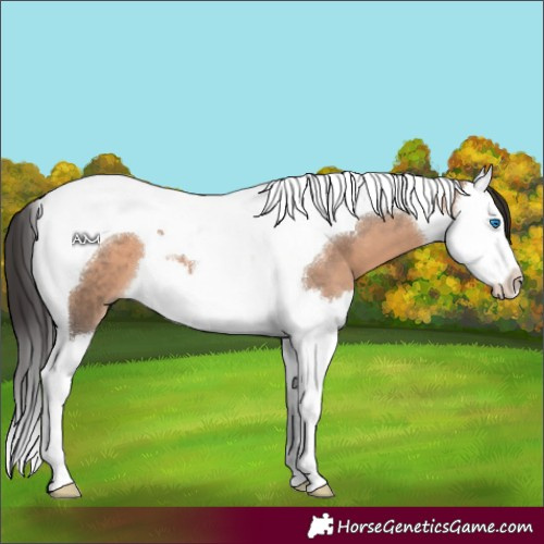 Horse Color:Brown Dun Splash Tobiano 