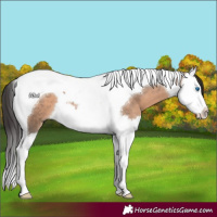 Horse Color:Brown Dun Splash Tobiano
