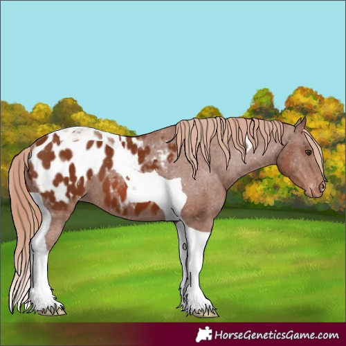 Horse Color:Chestnut Tobiano Appaloosa 