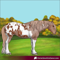 Horse Color:Chestnut Tobiano Appaloosa