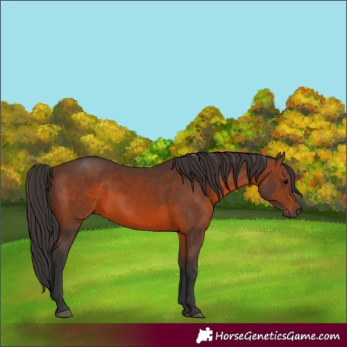 Horse Color:Brown Sabino Rabicano