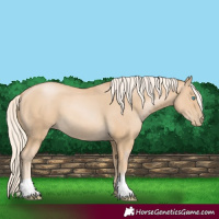 Horse Color:Palomino Pearl