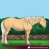 Horse Color:Gold Cream Champagne 