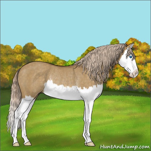 Horse Color:Chocolate Palomino Dun Splash Rabicano 