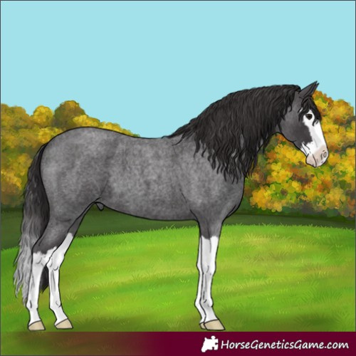 Horse Color:Smoky Blue Roan Splash