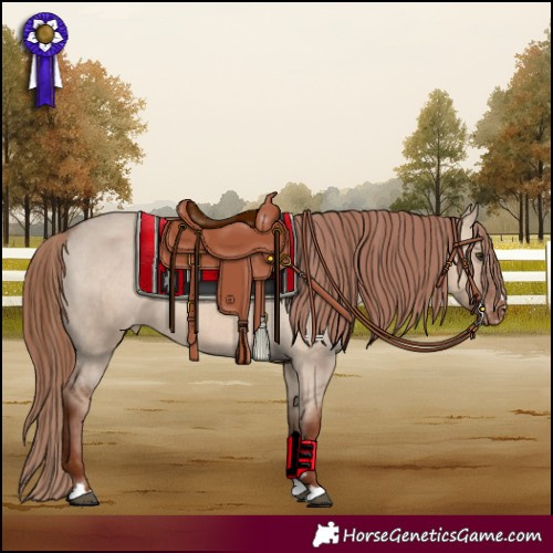 Horse Color:Red Dun Appaloosa 