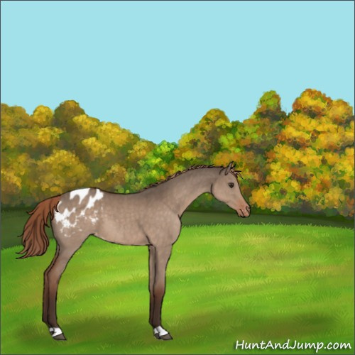 Horse Color:Liver Red Dun Appaloosa 