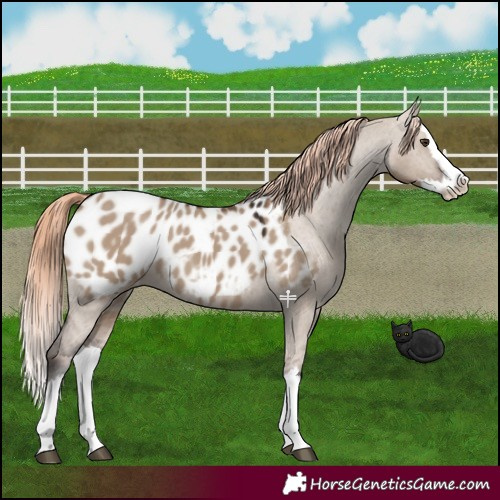 Horse Color:Liver Red Dun Splash Appaloosa 