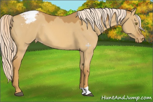 Horse Color:Palomino Dun Appaloosa 