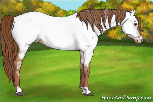 Horse Color:Red Dun Appaloosa 