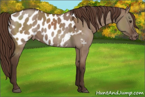 Horse Color:Liver Red Dun Appaloosa 