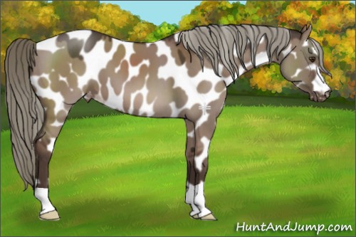 Horse Color:Liver Red Dun Mushroom Appaloosa 