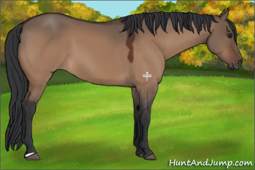 Horse Color:Brown Dun 