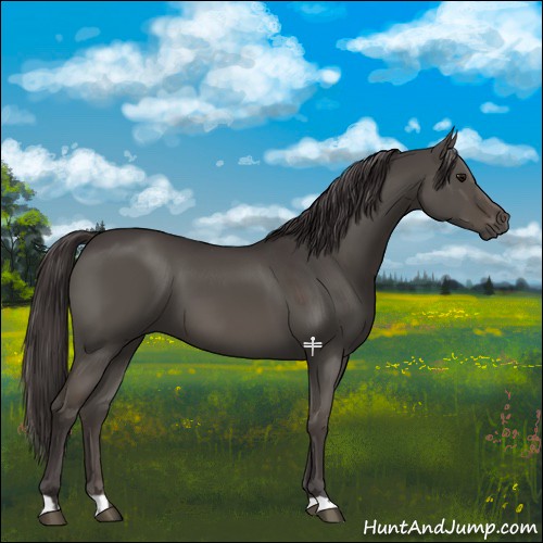 Horse Color:Smoky Grullo 