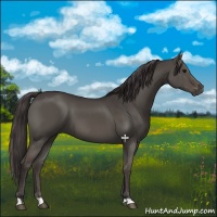 Horse Color:Smoky Grullo 
