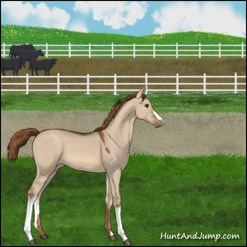 Horse Color:Red Dun 