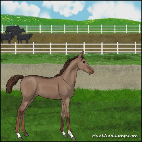 Horse Color:Liver Red Dun 