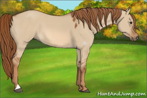 Horse Color:Red Dun 