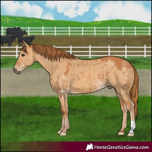 Horse Color:Red Dun Brindle 