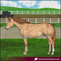 Horse Color:Red Dun Brindle 