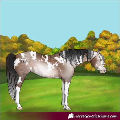 Horse Color:Gray White Spotted Sable Champagne Splash 