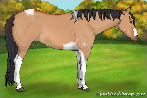 Horse Color:Bay Dun Tobiano 
