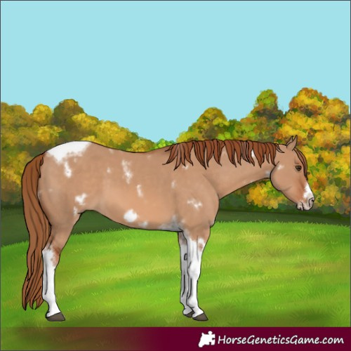 Horse Color:White Spotted Red Dun Tobiano Frame 
