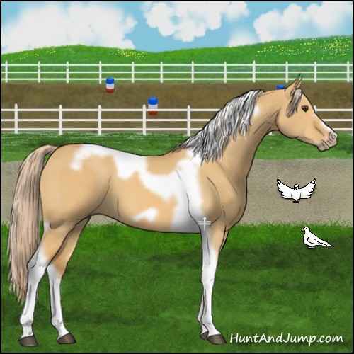 Horse Color:Palomino Dun Tobiano Frame 