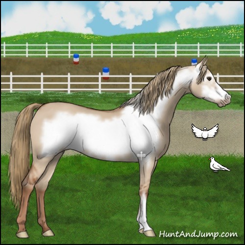 Horse Color:Red Dun Frame 