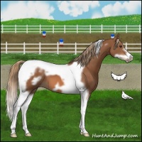 Horse Color:Chestnut Tobiano Frame