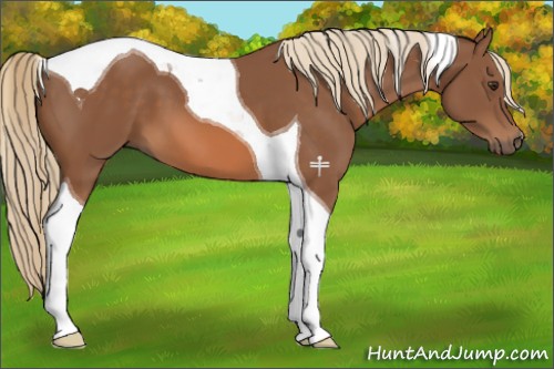 Horse Color:Chestnut Tobiano 