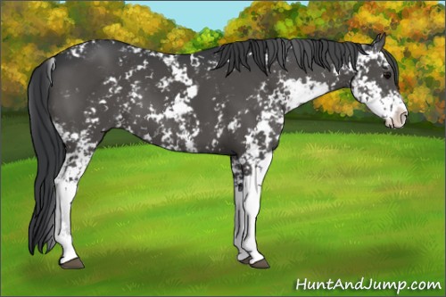 Horse Color:Black Sabino 