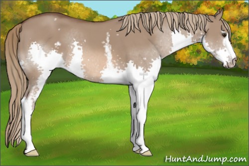 Horse Color:White Spotted Liver Red Dun Splash 