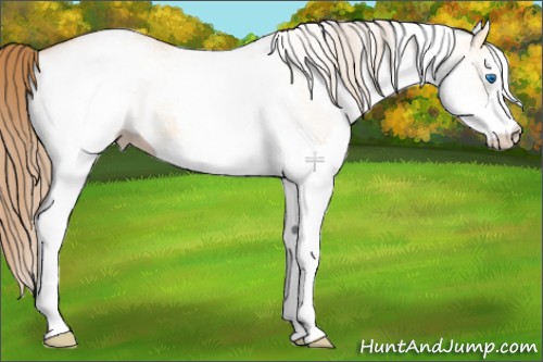 Horse Color:White Spotted Bay Pearl Dun Splash 